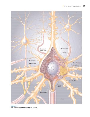 Neuroscience: Exploring the Brain (**)