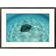 A southern stingray, Dasyatis americana, lies on a sandy sea floor Subject Framed Art Poster Print by Brian J. Skerry, 29x21