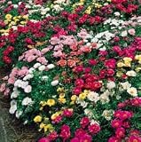 Perennial Seeds - Moss Rose Sundial Complete Hybrid Mix