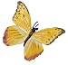 Orange-Barred Sulphur Butterfly (Hidden Kingdom)