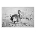 Raphus Cucullatus Art Giclee Poster Print, 24x18