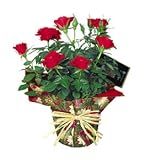 Red Miniature Rose Plant - Mother's Day Flowers - Mother's Day Plant