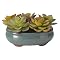 Succulents in Turquoise Ceramic Dish