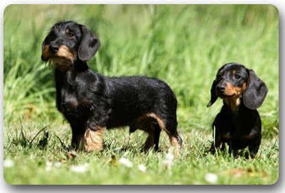Cute Dachshund Dog baby Non-Slip Indoor / Outdoor Door Mat Doormat Home Decor Rectangle - 23.6"(L) x 15.7"(W),3/16" Thickness