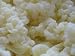 Milk Kefir Grains