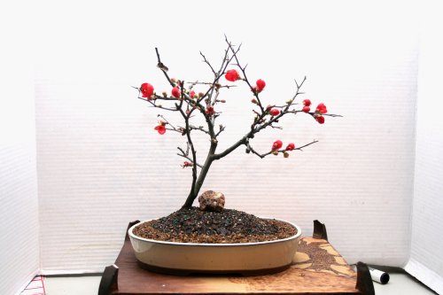 LOU'S BONSAI NURSERY RED FLOWERING QUINCE BONSAI TREE