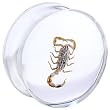 22mm Organic Scorpion Resin Saddle Plug