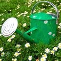 crazy daisy watering can