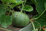 41NEwJJfNUL. SL160  Wallmonkeys Peel and Stick Wall Decals   Growing Melons   36W x 24H Removable Graphic Reviews
