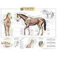 Equine Skeletal System Anatomical Chart by Anatomical Chart Company