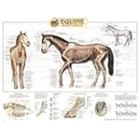Equine Skeletal System Anatomical Chart by Anatomical Chart Company