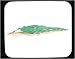 Decorated Mouse Pad with insect, fern, ant