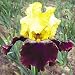 Blatant Classic Reblooming Iris