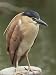 Parkville Heron (Nycticorax Caledonicus), Melbourne Zoo, Melbourne, Victoria, Austral...