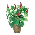 CHILI PEPPER PLANT IN POT