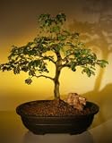 Bonsai Boy's Brazilian Raintree Bonsai Tree <br><i>(pithecellobium tortum)</i>