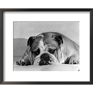 Bruce the Old English Bulldog Not Feeling His Best, November 1978 Photography Framed Art Poster Print by Mirrorpix, 22x18