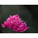 Mohnbild: Paeonien-Mohn, Querformat als Kunstdruck / Fotoprint im Format 60cm x 45cmvon "NatureToPrint"