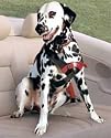 Roadie Basic Canine Vehicle Restraint/Training Harness - Size 8 (XL)