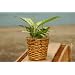 Dieffenbachia