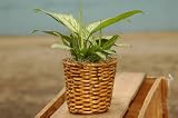 Dieffenbachia