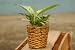 Dieffenbachia