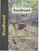 Bloodhound (Pet Love)