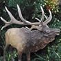 Hunter Dan Bull Elk