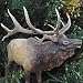 Hunter Dan Bull Elk