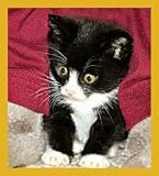 Curious Kitty Bookmark