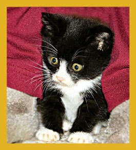 Curious Kitty Bookmark