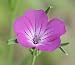 CORN COCKLE - Beautiful Annual Wild Flower - 60 SEEDS