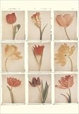 Tulips Journal (Wire-O Journals)