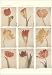 Book Tulips Journal (Wire-O Journals)