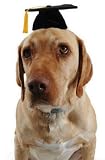 Mini Dog Graduation Costume Cap