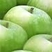 Early Harvest Apple Tree