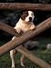 Staffordshire Bull Terrier Looking Through Fence Animals Photographic Poster Print by Adriano Bacchella, 12x16
