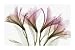 Alstromeri Beautiful MUSEUM WRAP CANVAS Print with Added BRUSHSTROKES Steven N. Meyers 54x36