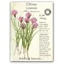 Common Chives Seeds - 750 mg - Certified Organic