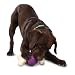 Pet Supplies : Premier Busy Buddy Bouncy Bone Medium/Large