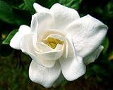 White Gem Dwarf Gardenia -Bonsai/House Plant- FRAGRANT