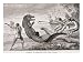 Catching an Alligator with Lasso, from 