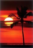 Palm Sunset [PP-30237] [�|�X�^�[]