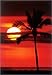 Palm Sunset [PP-30237] [�|�X�^�[]