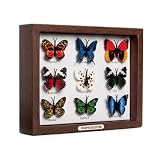 Butterfly Pushpins||RLCTB