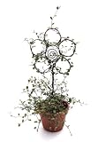 Live Angel Vine Topiary Flower - 15 Rustic Angel Vine Flower