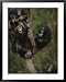 Social Climbers Sound off at a Chimp Klatch in a Tree National Geographic Collection Framed Art Poster Print by Michael Nichols, 31x39