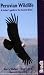 Peruvian Wildlife: A Visitor's Guide to the Central Andes (Bradt Guides)
