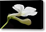Streptocarpus Portrait Canvas Print / Canvas Art - Artist Terence Davis