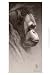 Jo-Jo, the Orangutan - Robert L. Caldwell Art Print Poster 13 x 19